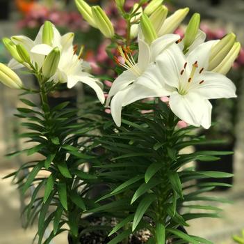 Lilium asiaticum Lily Looks 'Tiny Avalanche'