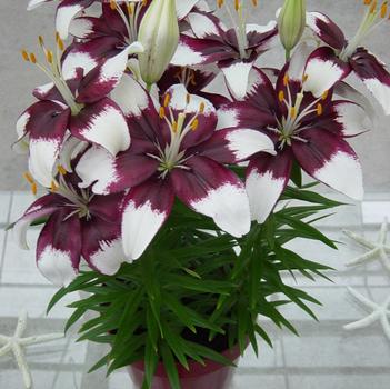 Lilium asiaticum Lily Looks 'Tiny Padhye'