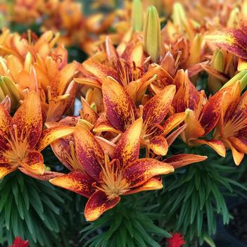 Lilium asiaticum Lily Looks 'Tiny Orange Sensation'