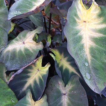 Colocasia esculenta 'Royal Hawaiian® 'Tropical Storm'