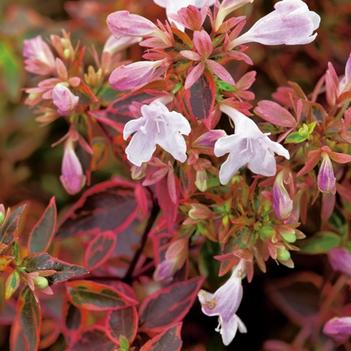 Abelia x grandiflora 'Sunshine Daydream'