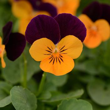 Viola cornuta Sorbet® 'Orange Jump Up'