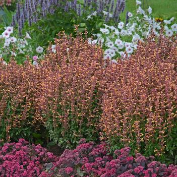 Agastache 'Peachie Keen'