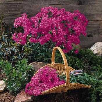 Dianthus Bouquet™ 'Purple'