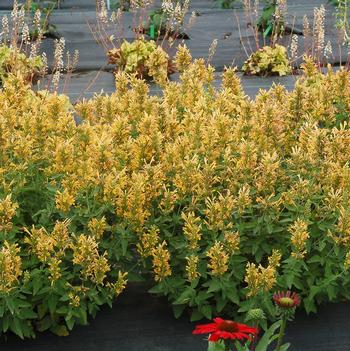 Agastache Poquito™ 'Butter Yellow'