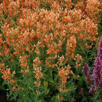 Agastache Poquito™ 'Orange'