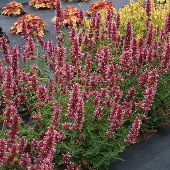 Agastache Poquito™ 'Lavender'