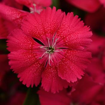 Dianthus chinensis x barbatus Floral Lace™