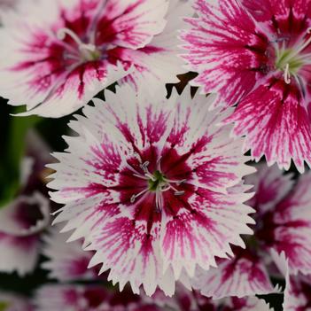 Dianthus chinensis x barbatus Floral Lace™