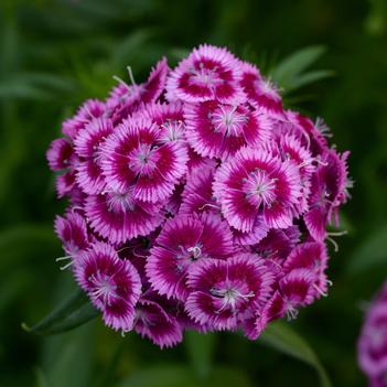 Dianthus barbatus Sweet™ 'Magenta Bicolor'