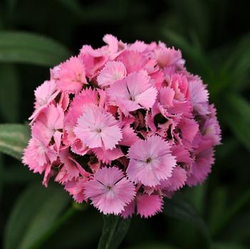 Dianthus barbatus Sweet™ 'Pink'