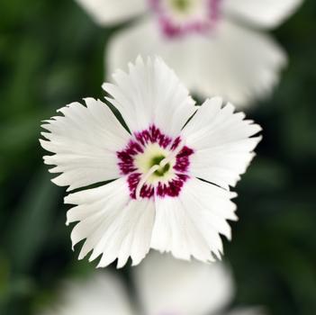 Dianthus Mountain Frost™ 'White Twinkle'