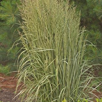 Calamagrostis acutiflora 'Avalanche'