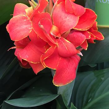 Canna x generalis Cannova® 'Red Flame'