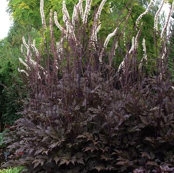 Actaea simplex 'Black Negligee'