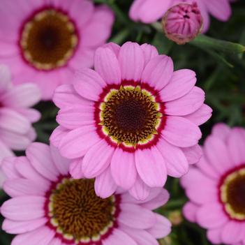 Argyranthemum Grandessa® 'Pink Halo'