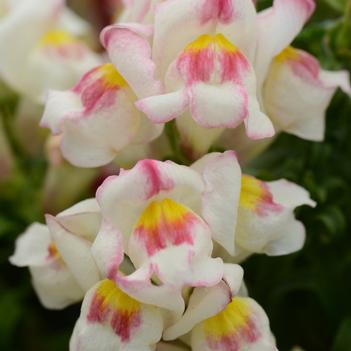 Antirrhinum majus Snapshot™ 'Appleblossom'
