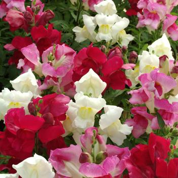Antirrhinum majus Snapshot™ 'Merlot Mix'