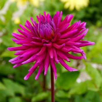 Aster novae-angliae 'Nachtauge' 