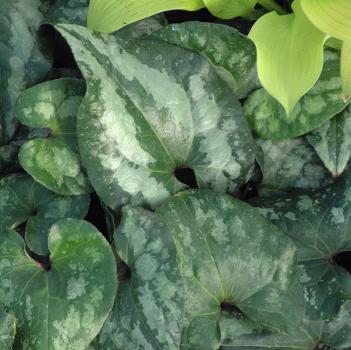Styrax japonicus 'ORSTSTYx1' PPAF