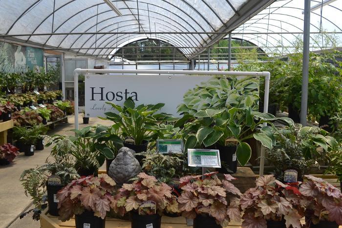 Hosta 47