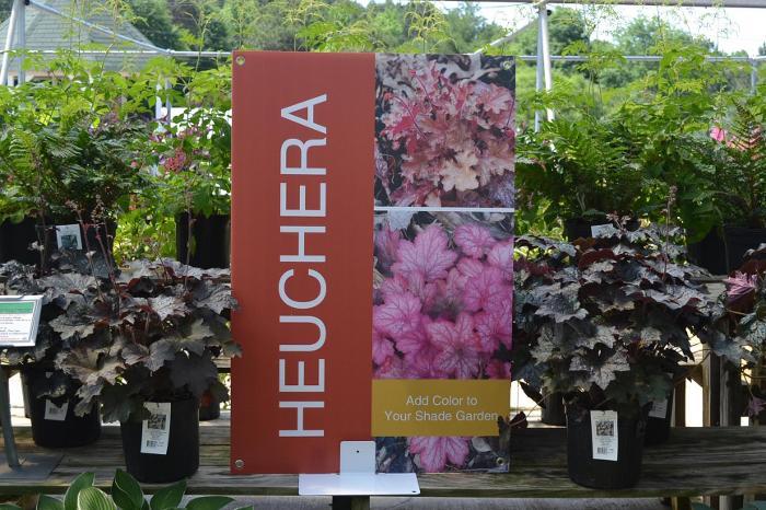 Heuchera 24