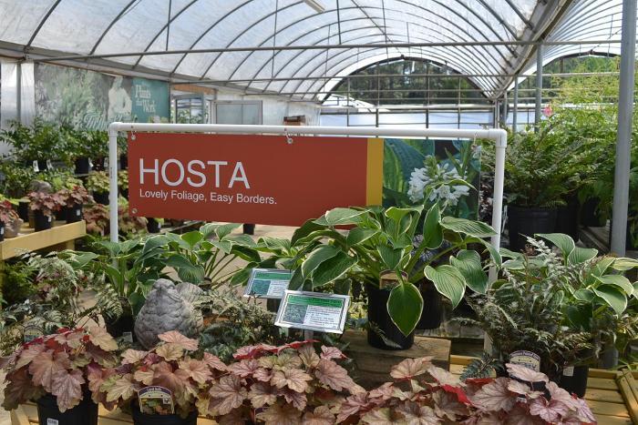 Hosta 47