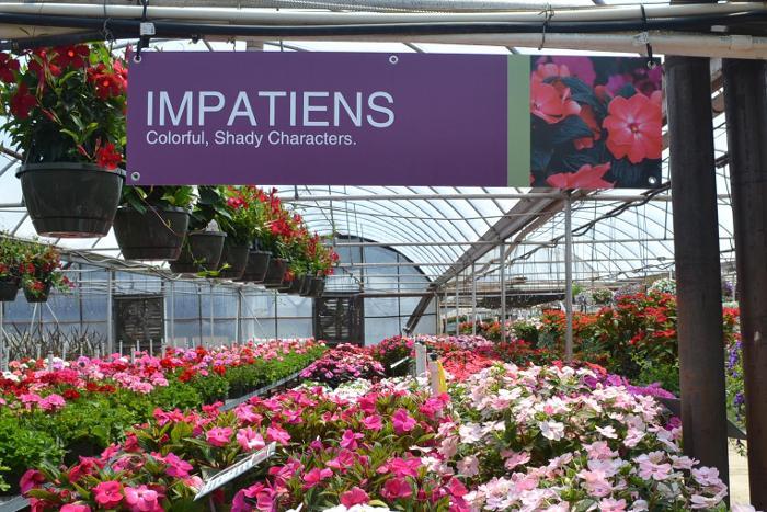 Impatiens 47