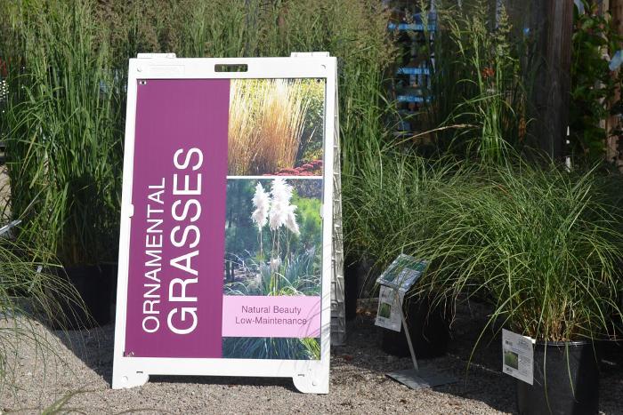 Ornamental Grasses 24