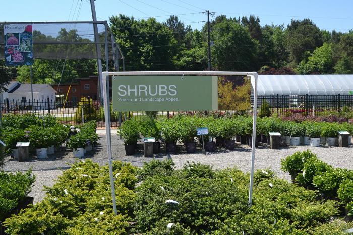 Shrubs 47