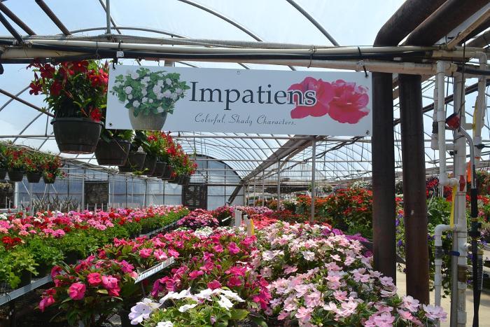 Impatiens 47