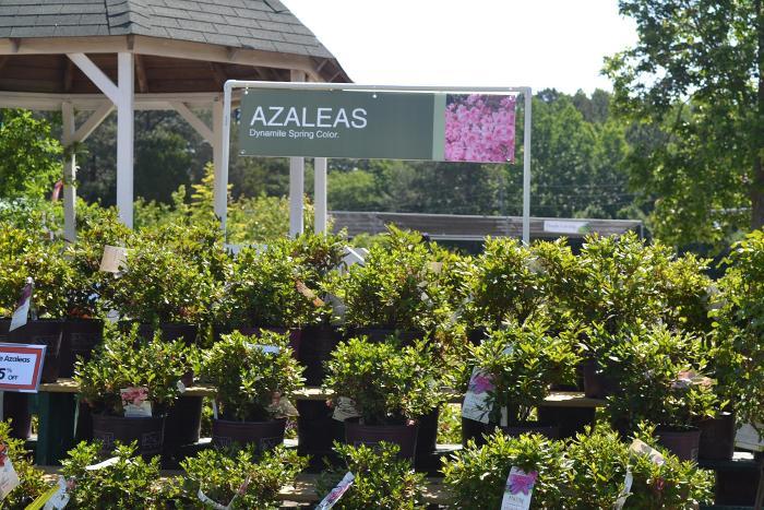 Azaleas 47