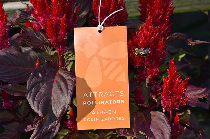 'Attracts Pollinators' Hang Tags