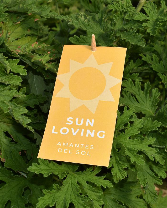 Sun Loving Hang Tags