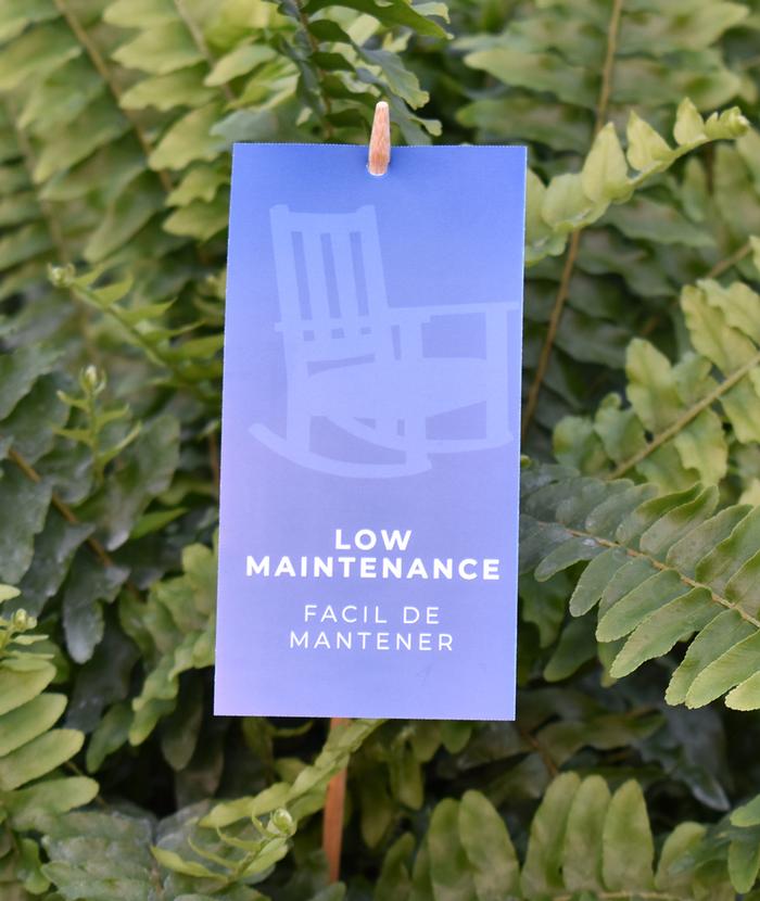 Low Maintenance Hang Tags