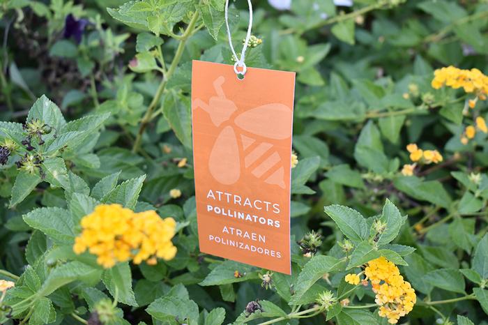 'Attracts Pollinators' Hang Tags