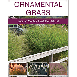 Ornamental Grasses 22x28
