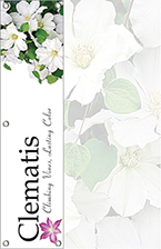 -Clematis 48