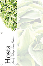 Hosta 48