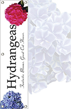 Hydrangeas 48