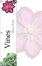 Vines w/Clematis Bloom 48