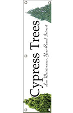 Cypress Trees 48