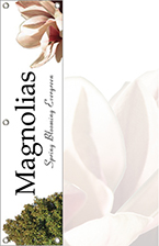 Magnolias 48