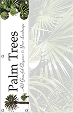 Palm Trees 48