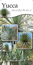 Yucca 18