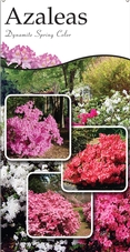 Azaleas 18