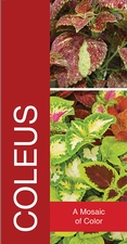 Coleus 18