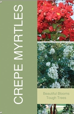 Crepe Myrtles 24