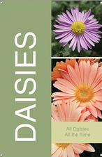 Daisies 24