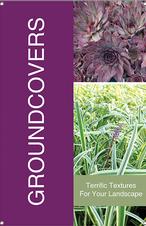 Groundcovers 24